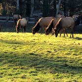 Review photo of Cannon Beach RV Resort by Mari H., January 21, 2022