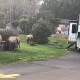 Review photo of Cannon Beach RV Resort by Mari H., January 21, 2022