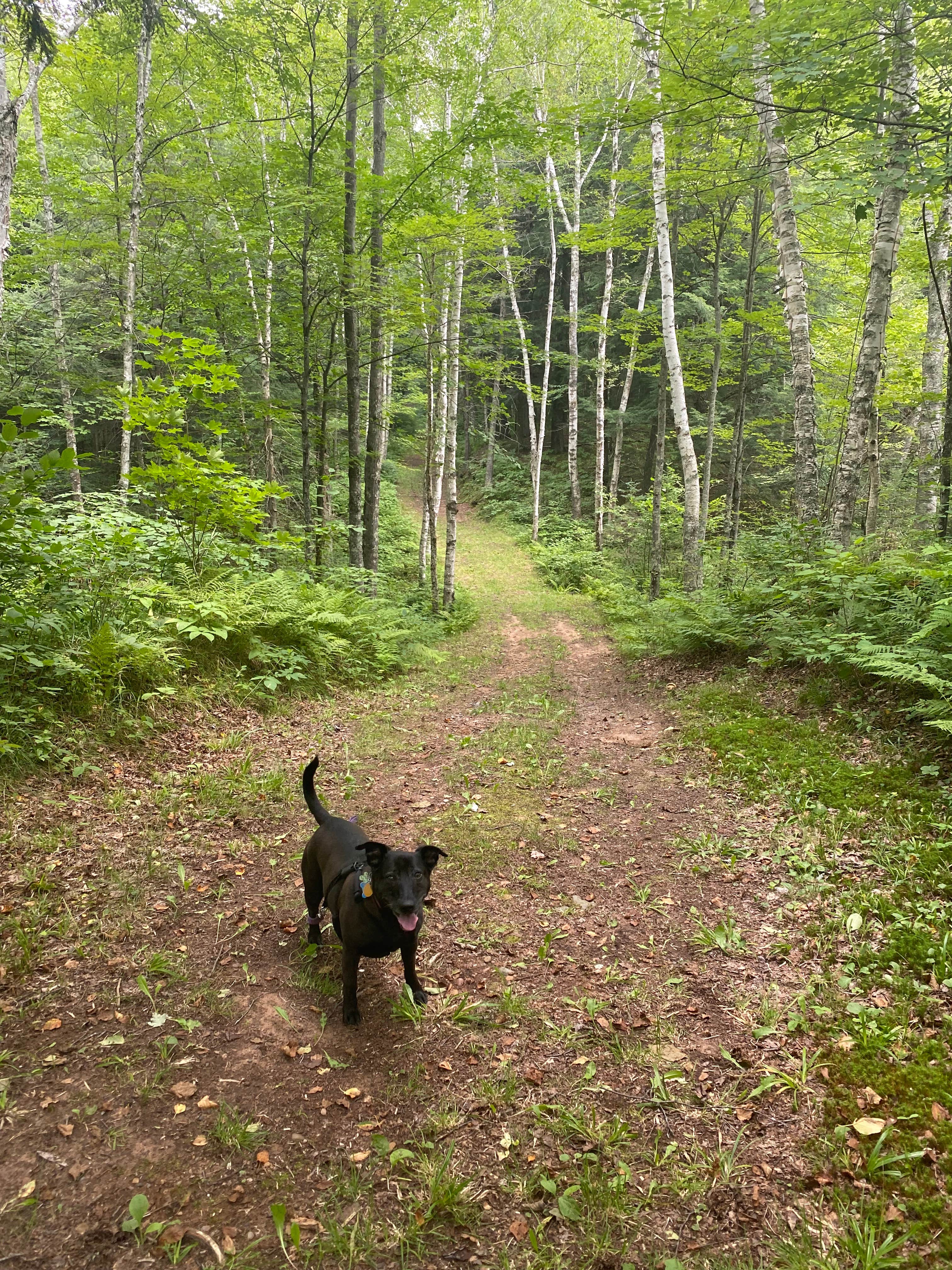 Krissy G.'s photo of camping with pets at Connors Lake Campground — Flambeau River State Forest near Hayward, WI