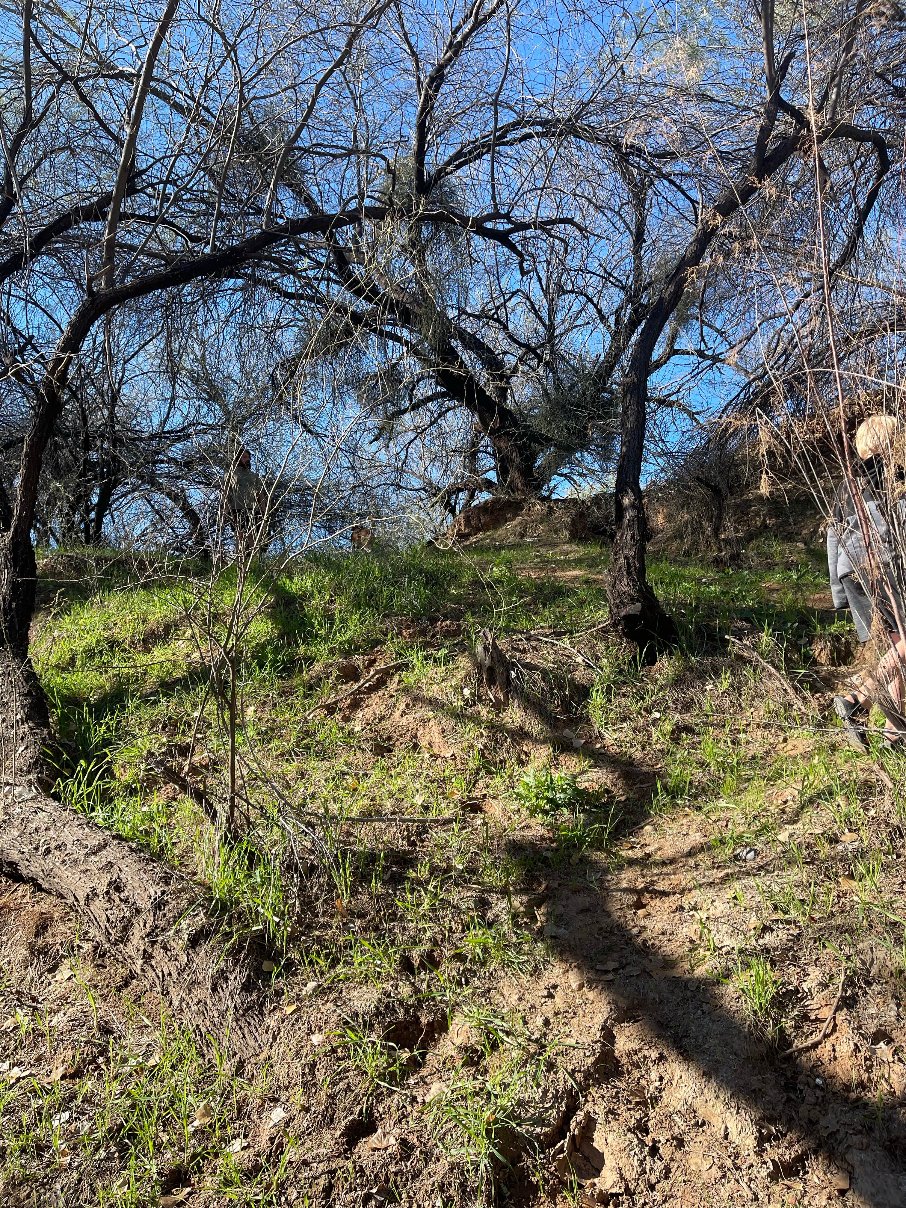 Camper submitted image from Verde River Dispersed Camping - 1