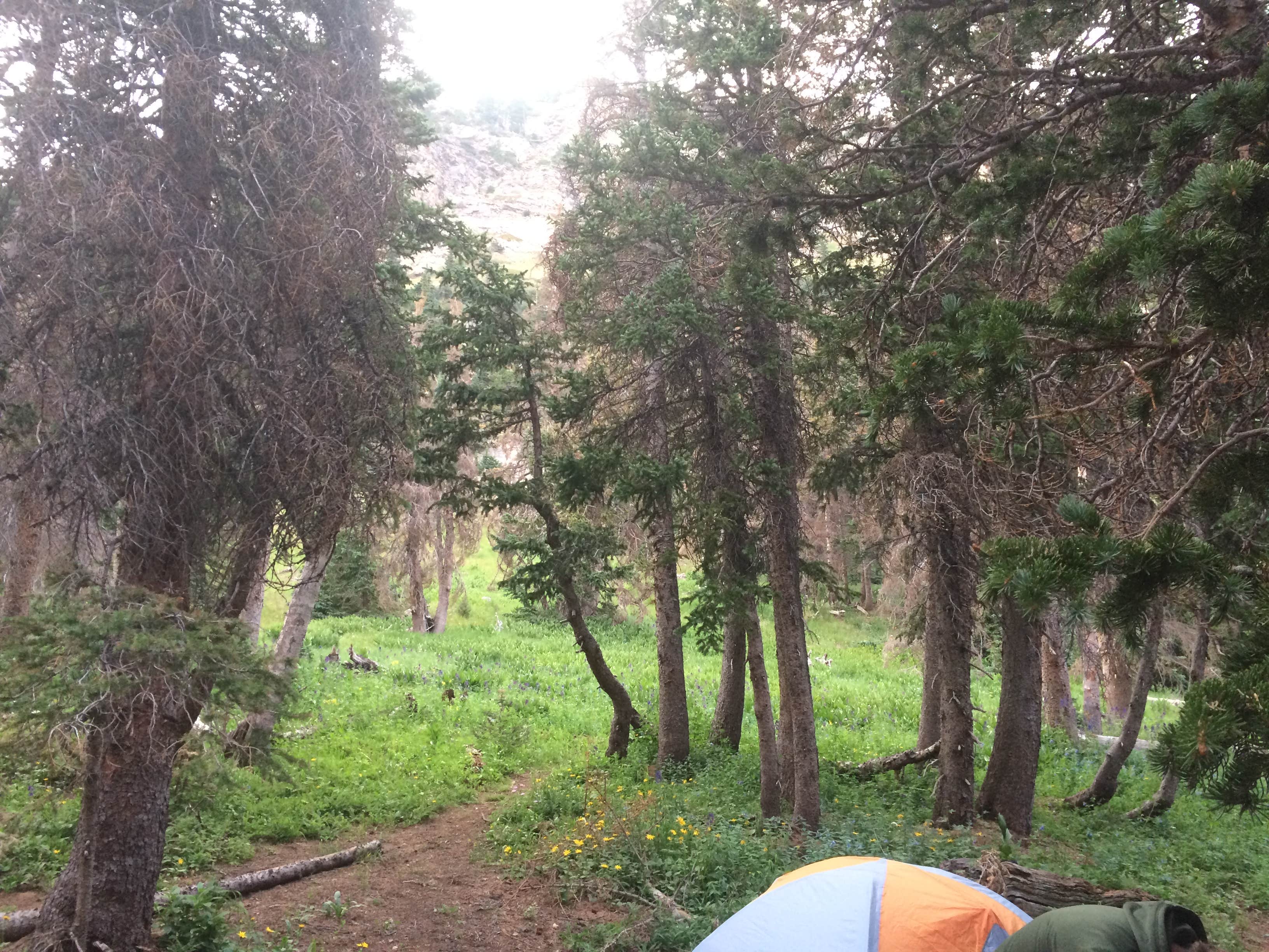 Camper submitted image from Medano Lake Backpackers Camp — Great Sand Dunes National Preserve - 3