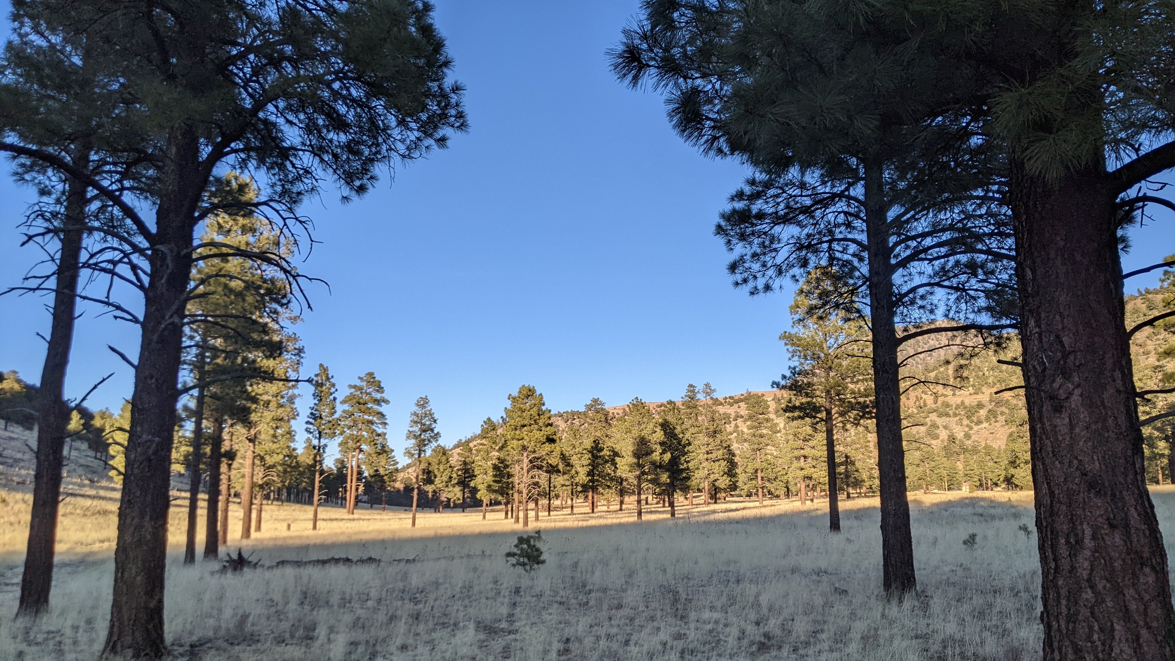 Camper submitted image from Dispersed Camping around Sunset Crater Volcano NM - 2