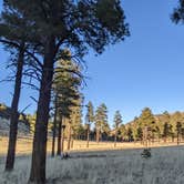 Review photo of Dispersed Camping around Sunset Crater Volcano NM by Bill , January 21, 2022
