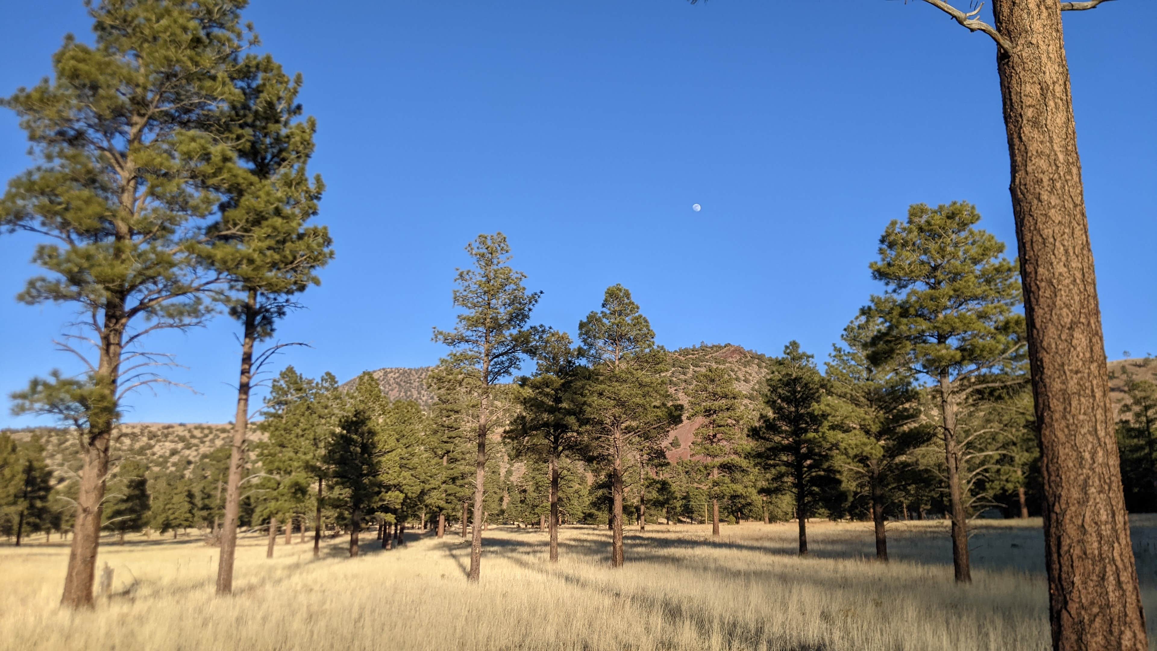 Camper-submitted photo at Dispersed Camping around Sunset Crater Volcano NM near Flagstaff, AZ