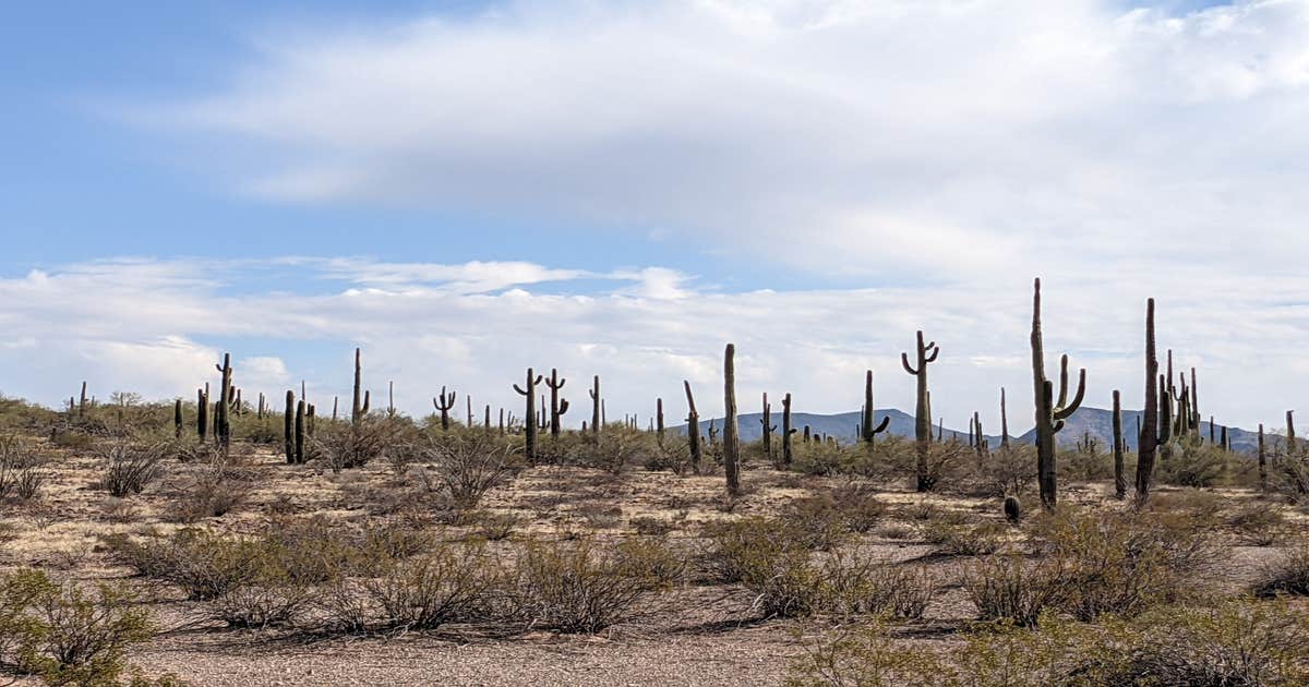 blm-sonoran-desert-national-monument-road-8042-dispersed-camping