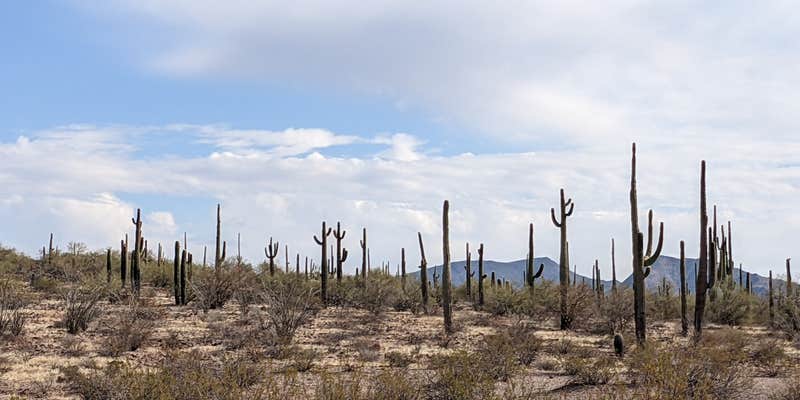 Camper submitted image from BLM Sonoran Desert National Monument - Road #8042 Dispersed Camping Area