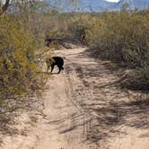 Review photo of BLM Sonoran Desert National Monument - Road #8042 Dispersed Camping Area by Greg L., January 22, 2022