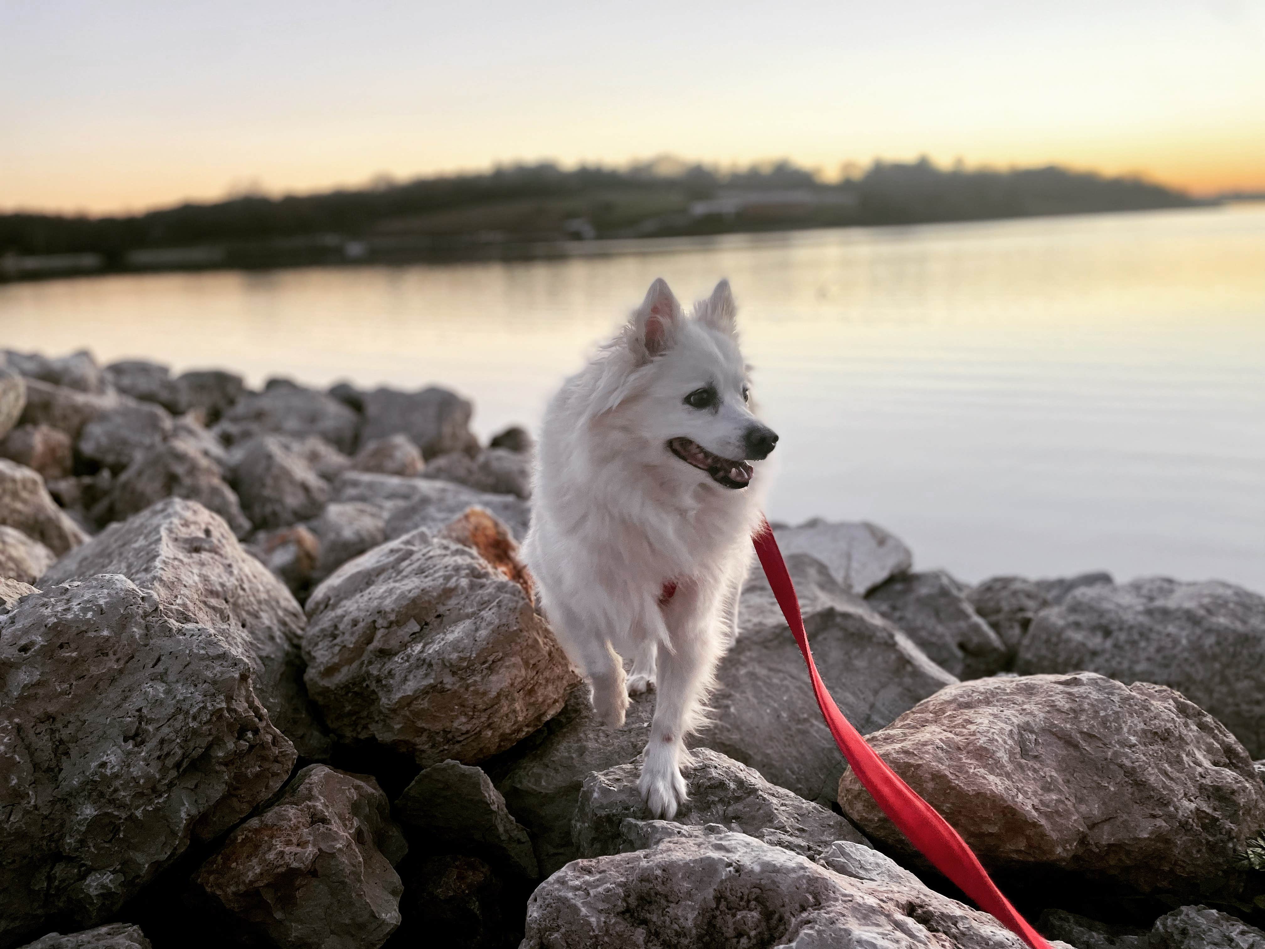 Nicole B.'s photo of camping with pets at Lake Icaria Co Park near Maryville, MO