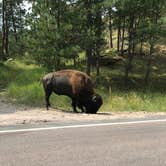 Review photo of Blue Bell Campground — Custer State Park by Diane D., July 9, 2018