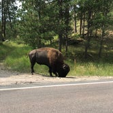 Review photo of Blue Bell Campground — Custer State Park by Diane D., July 9, 2018