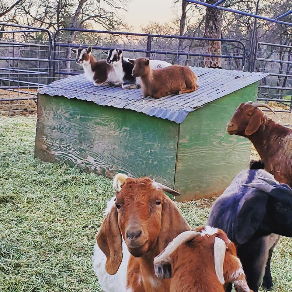 Fawad A.'s photo of camping with pets at Ascension Ranch near Foresthill, CA