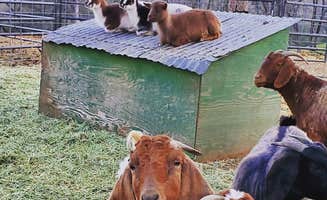 Fawad A.'s photo of camping with pets at Ascension Ranch near Georgetown, CA