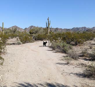Camper-submitted photo from BLM Sonoran Desert National Monument - BLM Rd #8029 dispersed camping