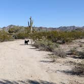 Review photo of BLM Sonoran Desert National Monument - BLM Rd #8029 dispersed camping by Greg L., January 23, 2022