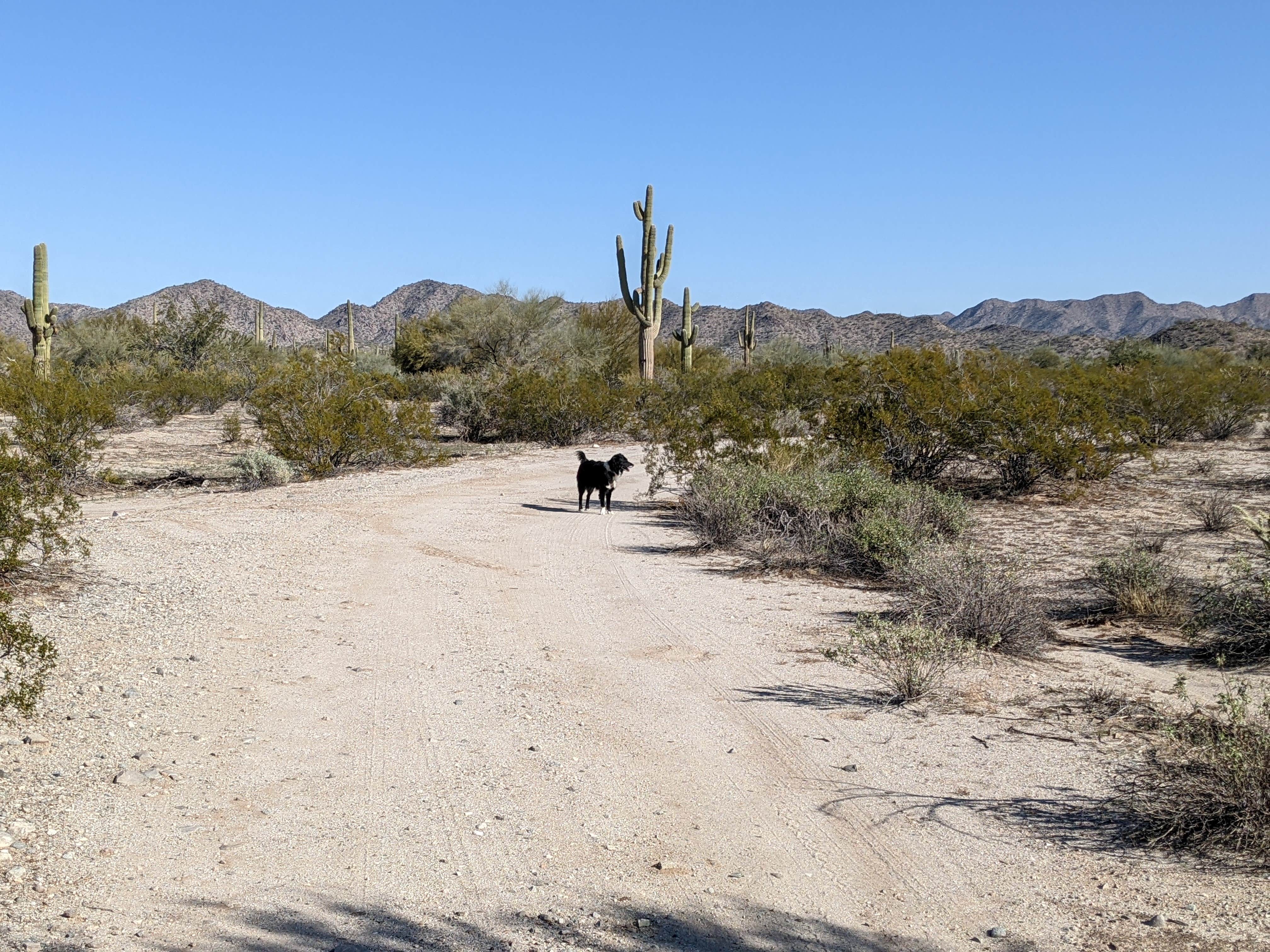 Camper submitted image from BLM Sonoran Desert National Monument - BLM Rd #8029 dispersed camping - 5