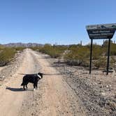 Review photo of BLM Sonoran Desert National Monument - BLM Rd #8029 dispersed camping by Greg L., January 23, 2022