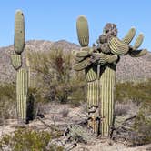 Review photo of BLM Sonoran Desert National Monument - BLM Rd #8029 dispersed camping by Greg L., January 23, 2022