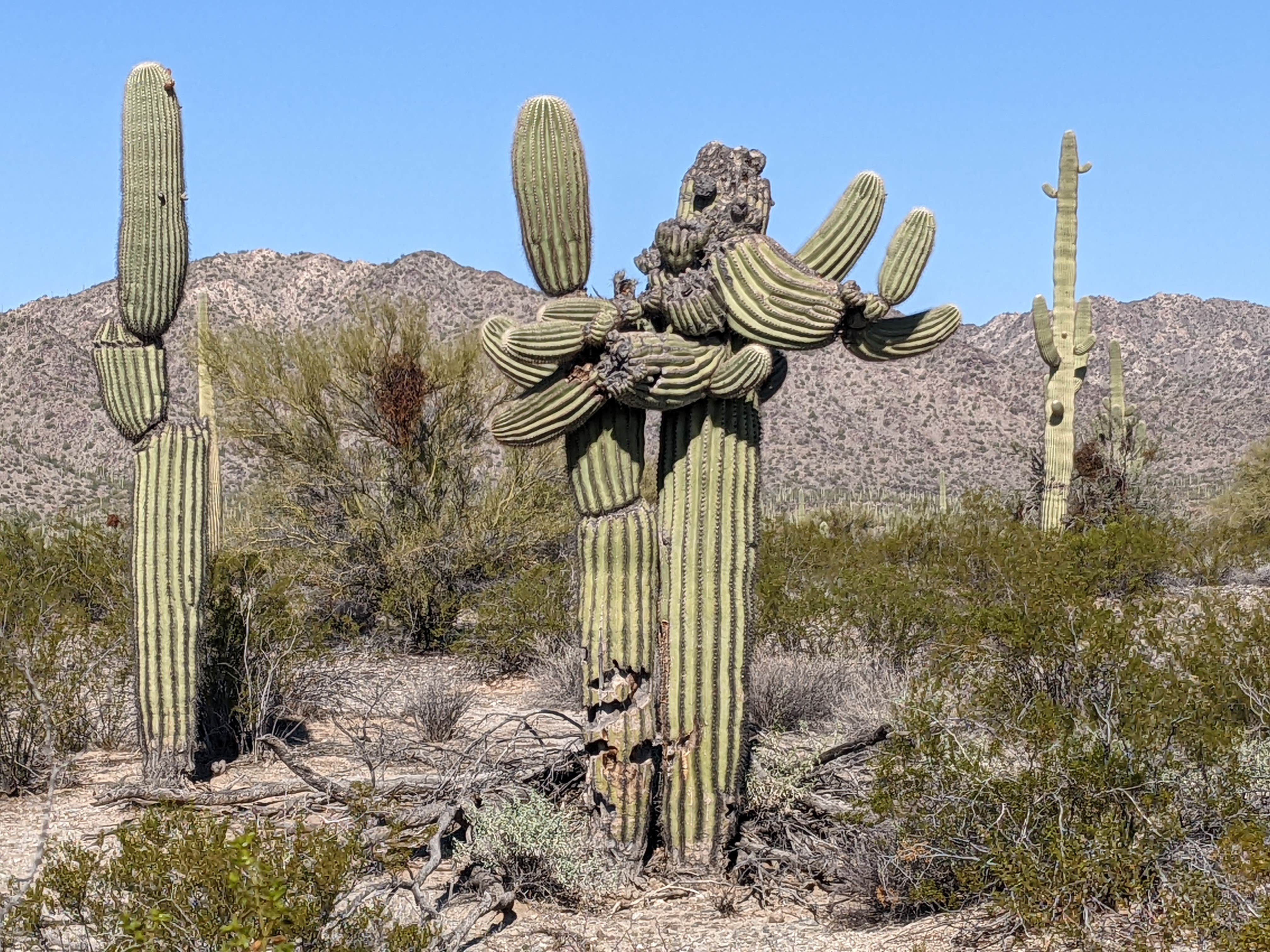 Camper submitted image from BLM Sonoran Desert National Monument - BLM Rd #8029 dispersed camping - 1