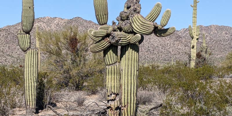 Camper submitted image from BLM Sonoran Desert National Monument - BLM Rd #8029 dispersed camping