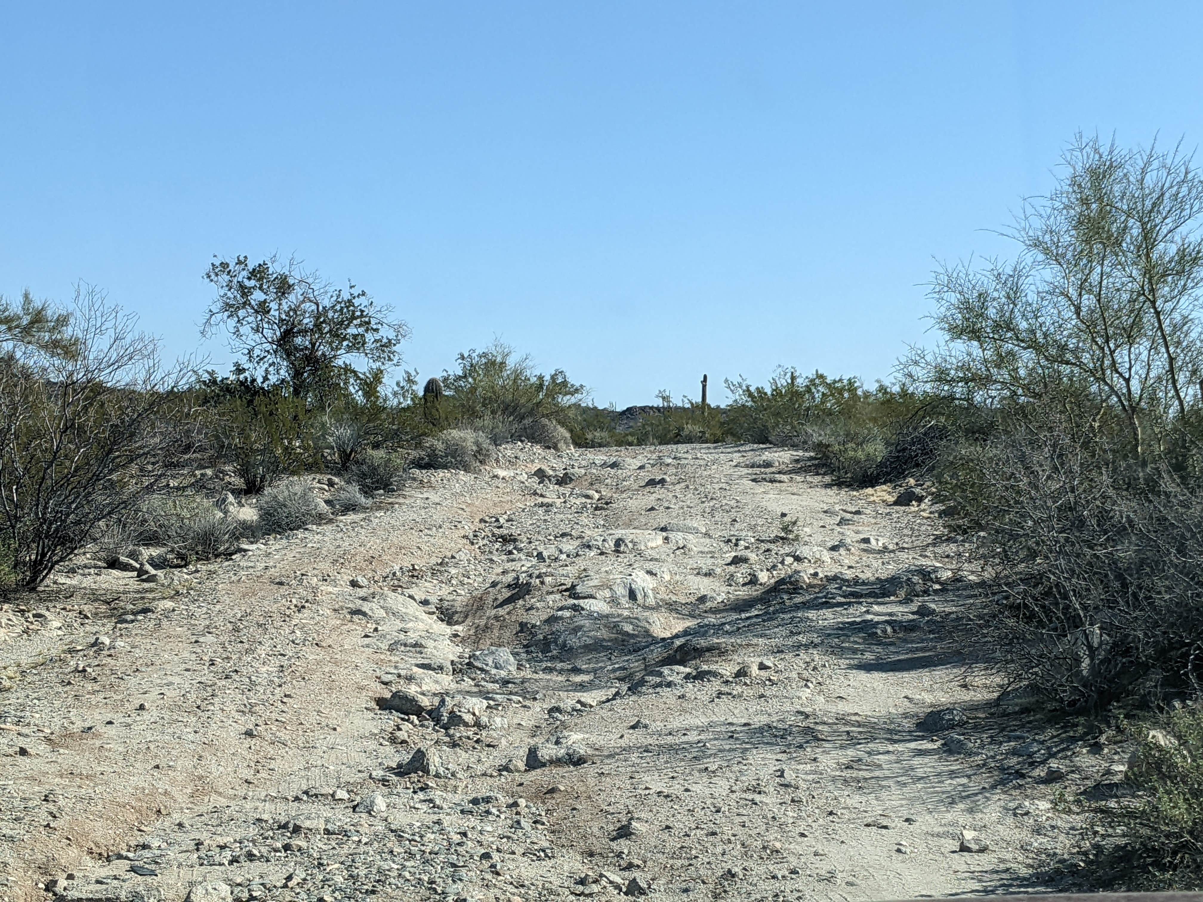 Camper-submitted photo at BLM Sonoran Desert National Monument - BLM Rd #8029 dispersed camping near Ajo, AZ