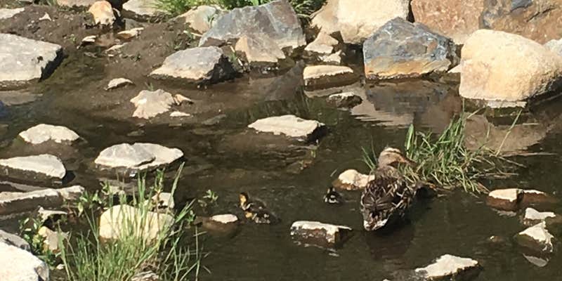 Camper submitted image from Gull Lake Campground — Inyo National Forest