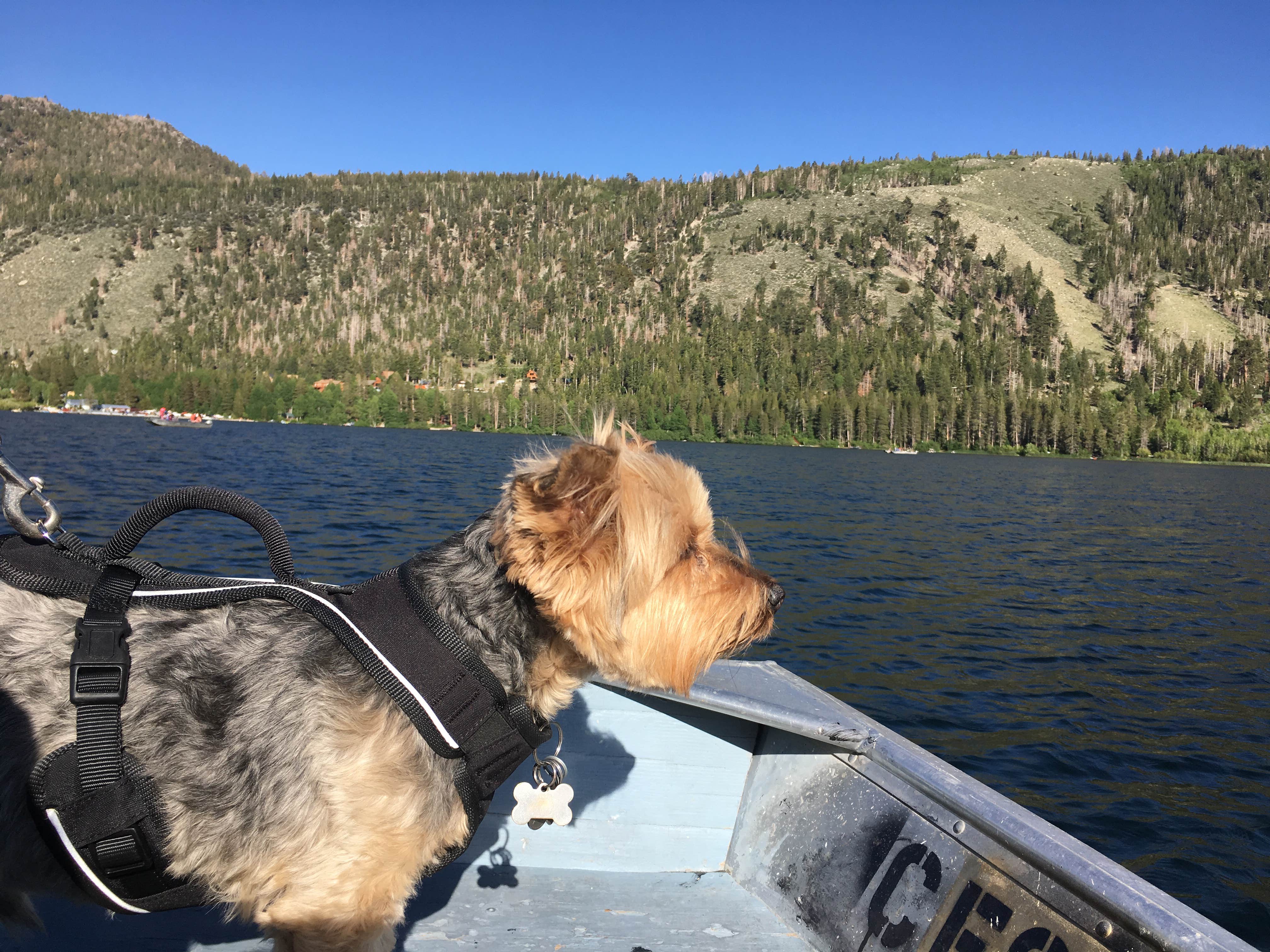 Katarina A.'s photo of camping with pets at Gull Lake Campground near Bridgeport, CA