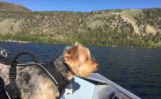 Katarina A.'s photo of camping with pets at Gull Lake Campground near Bridgeport, CA