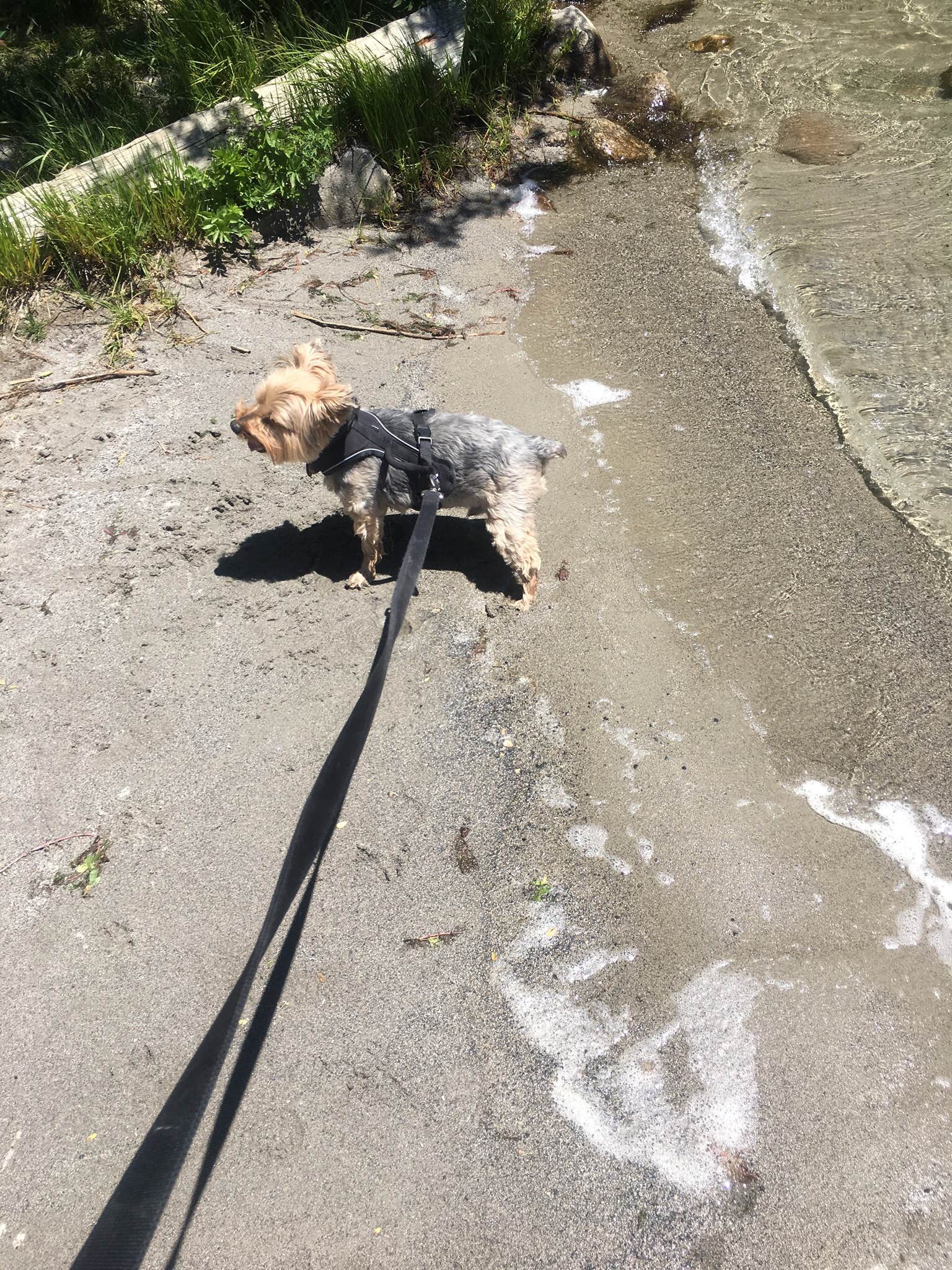 Katarina A.'s photo of camping with pets at Gull Lake Campground — Inyo National Forest near Bridgeport, CA