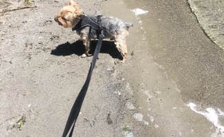 Katarina A.'s photo of camping with pets at Gull Lake Campground — Inyo National Forest near Devils Postpile National Monument