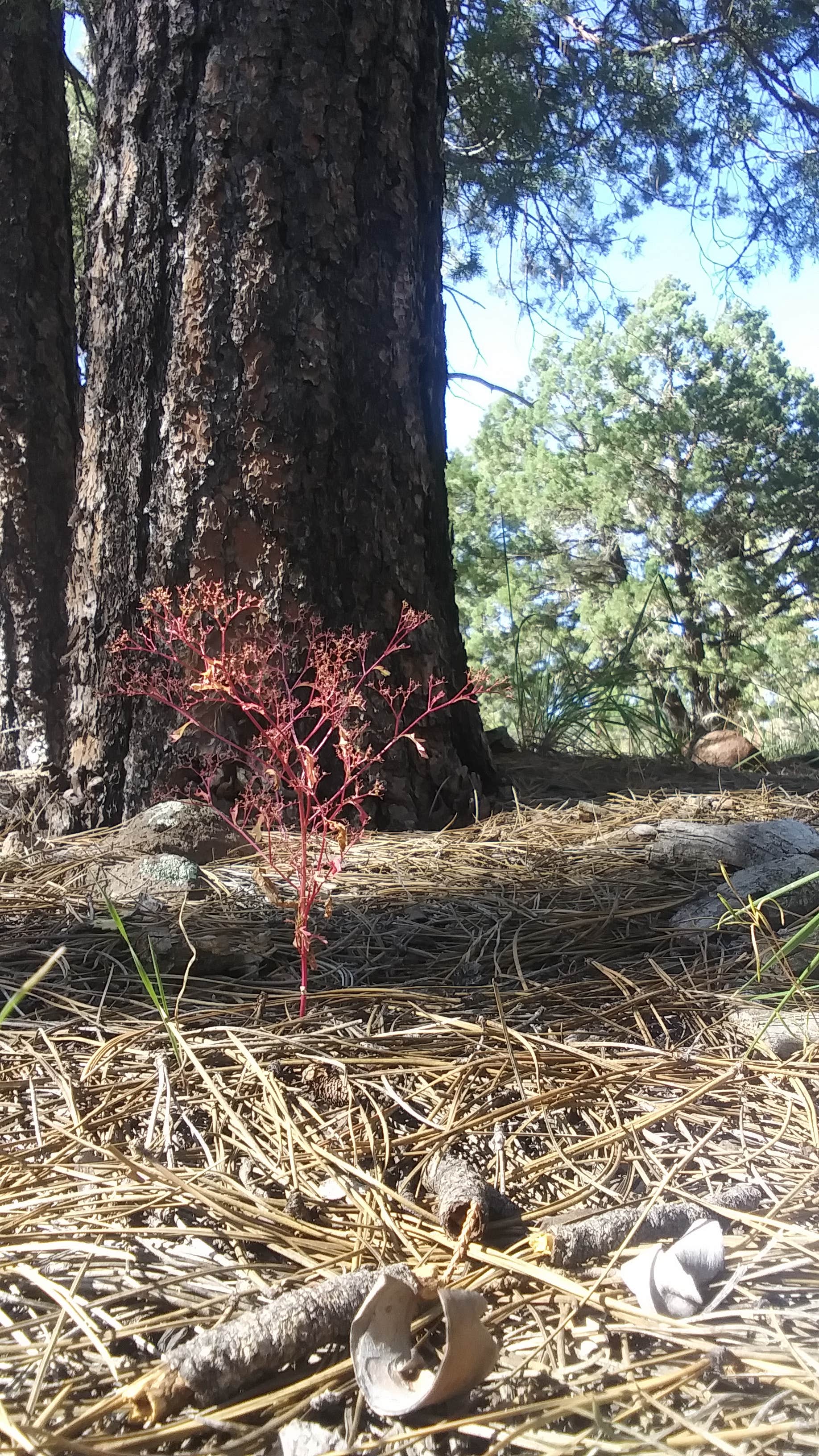 Camper-submitted photo at Prescott National Forest Dispersed near Paulden, AZ