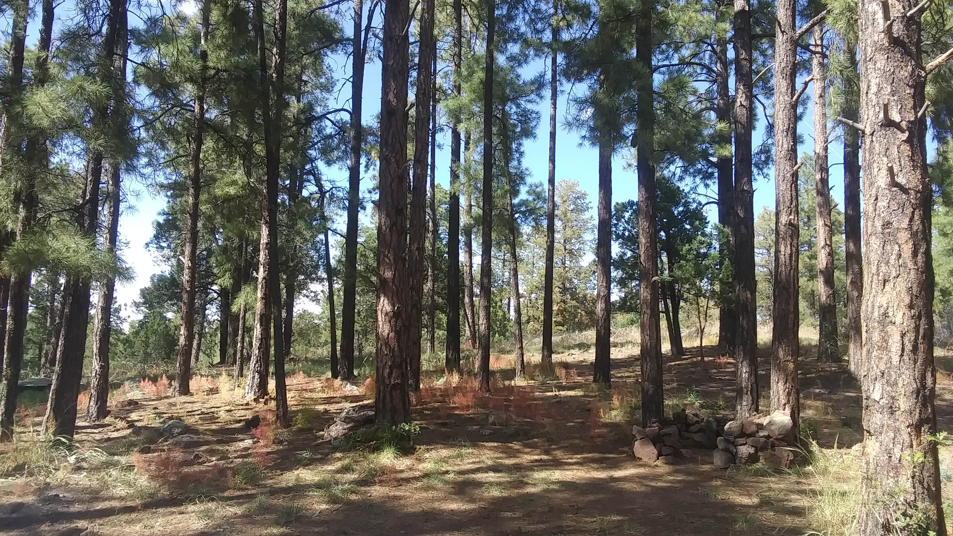 Camper-submitted photo at Prescott National Forest Dispersed near Paulden, AZ
