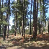 Review photo of Prescott National Forest Dispersed by Kristin P., January 24, 2022