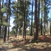 Review photo of Prescott National Forest Dispersed by Kristin P., January 24, 2022