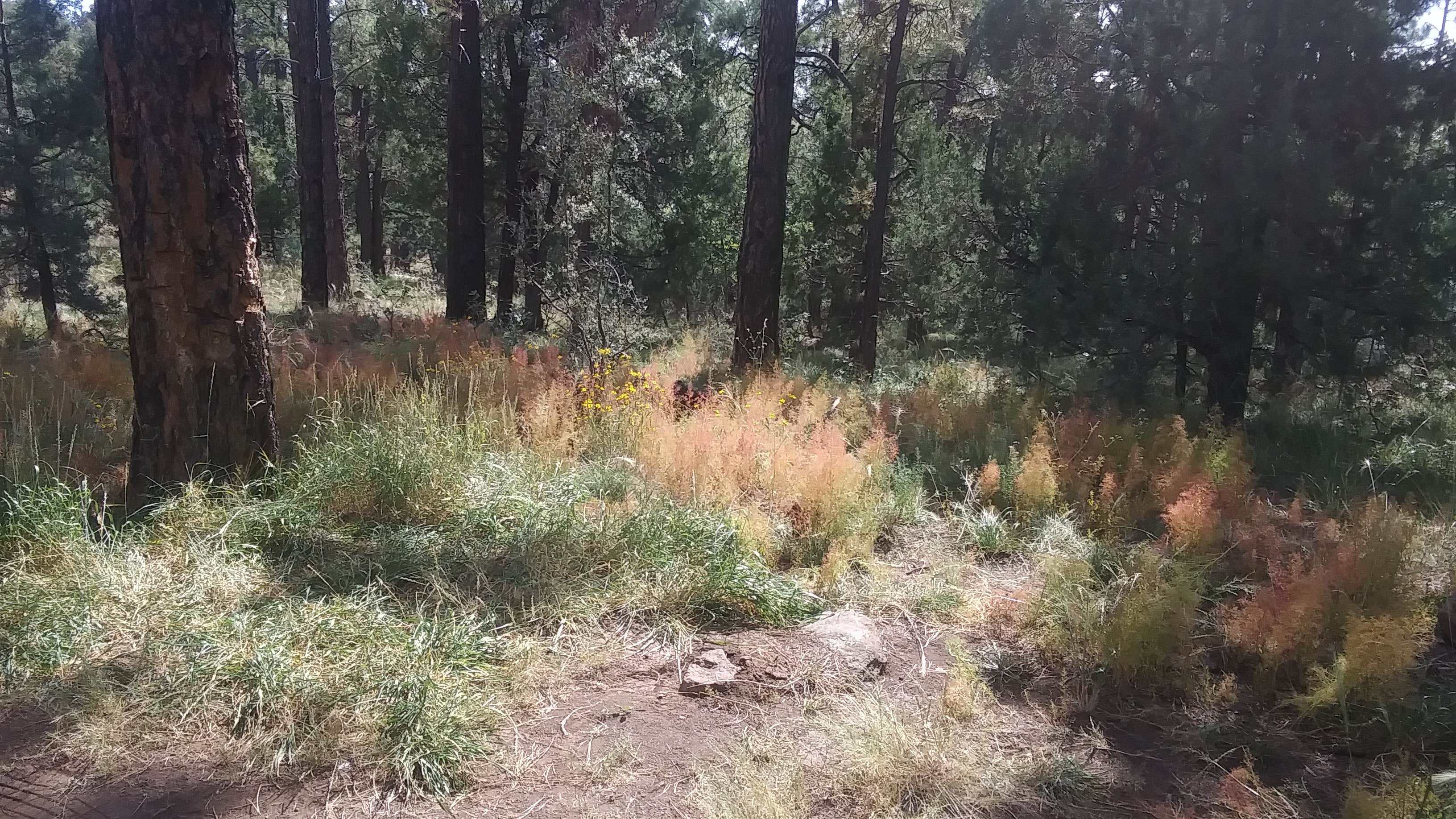 Camper submitted image from Prescott National Forest Dispersed - 1