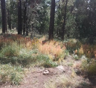 Camper-submitted photo from Prescott National Forest Dispersed