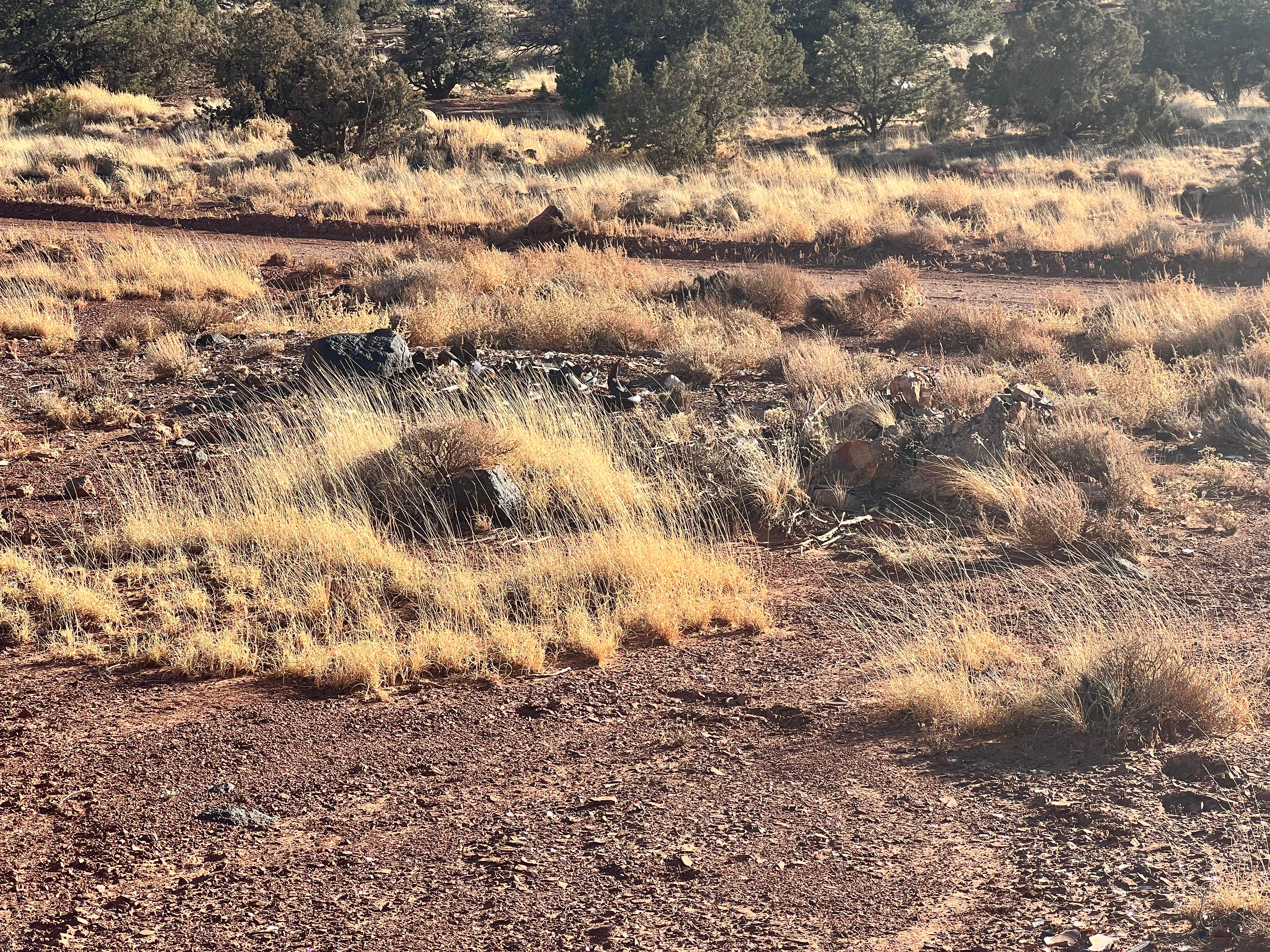 Camper submitted image from Capitol Reef Dispersed Camping - 3