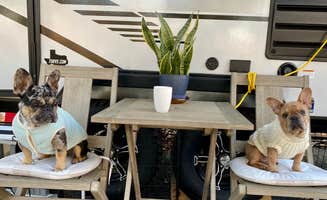 Tim M.'s photo of camping with pets at Tallulah Gorge State Park Campground near Baldwin, GA