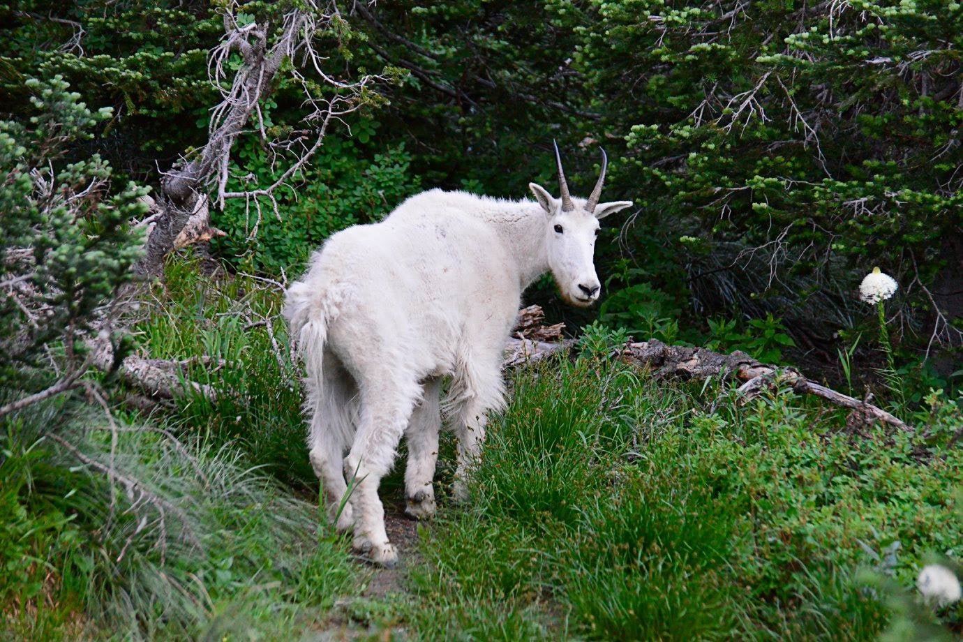 Mountain goat near Logan's Pass