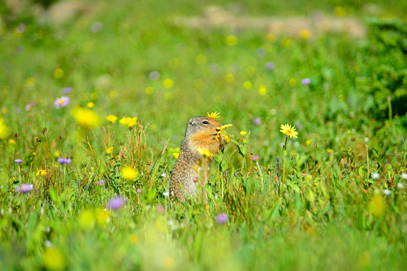 Ground squirrel dining on flowers at Logan's Pass