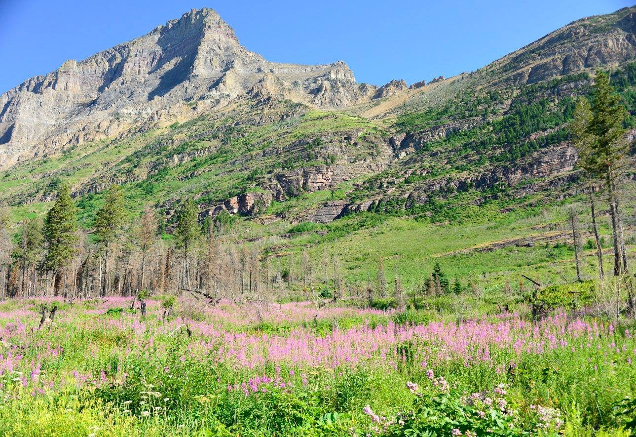 Fireweed starting to bloom on the east side of Glacier NP