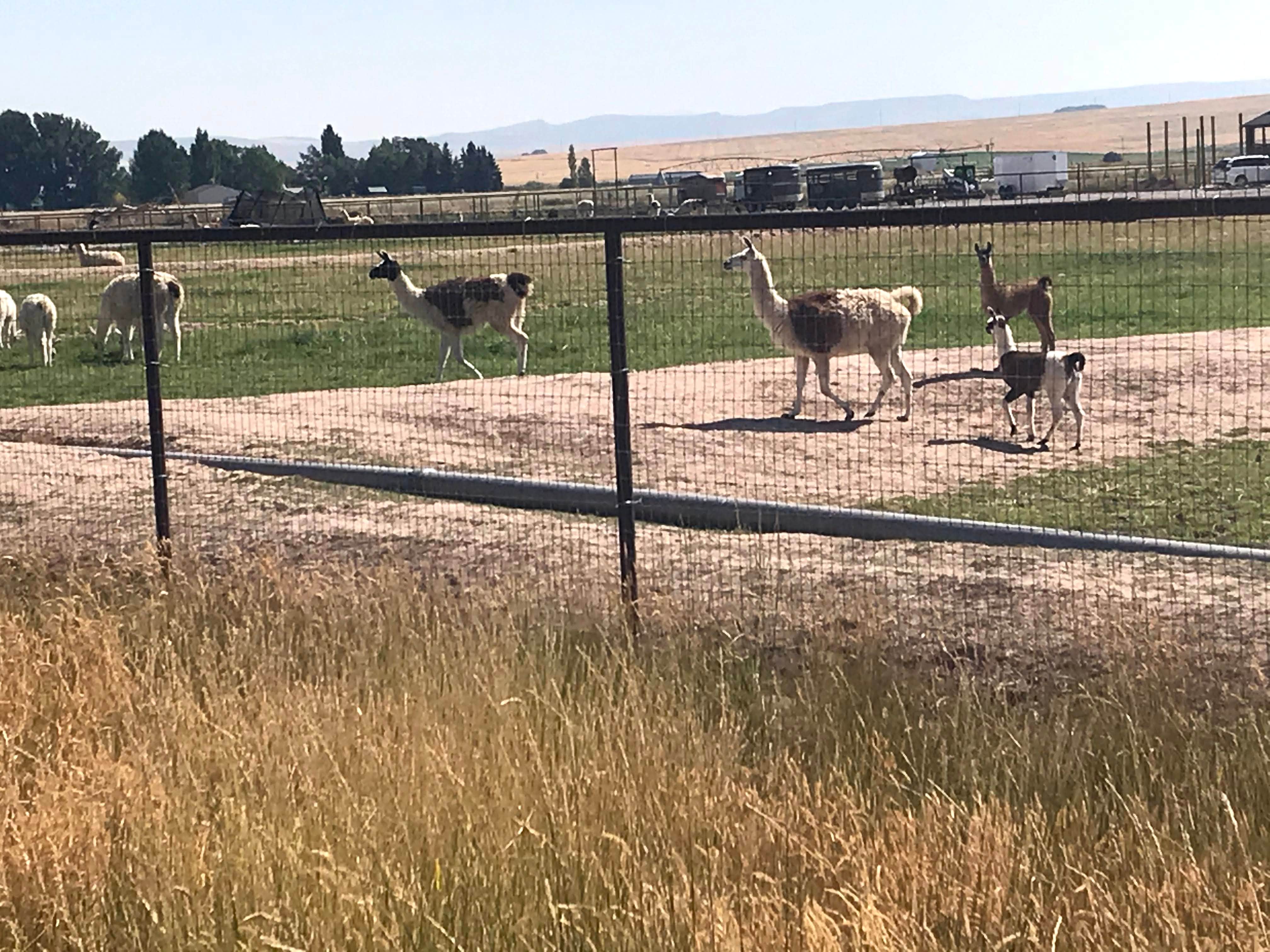 Lawrence P.'s photo of camping with pets at Juniper Group Campsite — City of Rocks National Reserve near Idaho Falls, ID