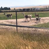 Review photo of Juniper Group Campsite — City of Rocks National Reserve by Lawrence P., January 25, 2022