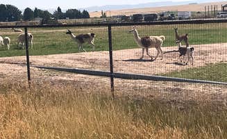 Lawrence P.'s photo of camping with pets at Juniper Group Campsite — City of Rocks National Reserve near Idaho Falls, ID