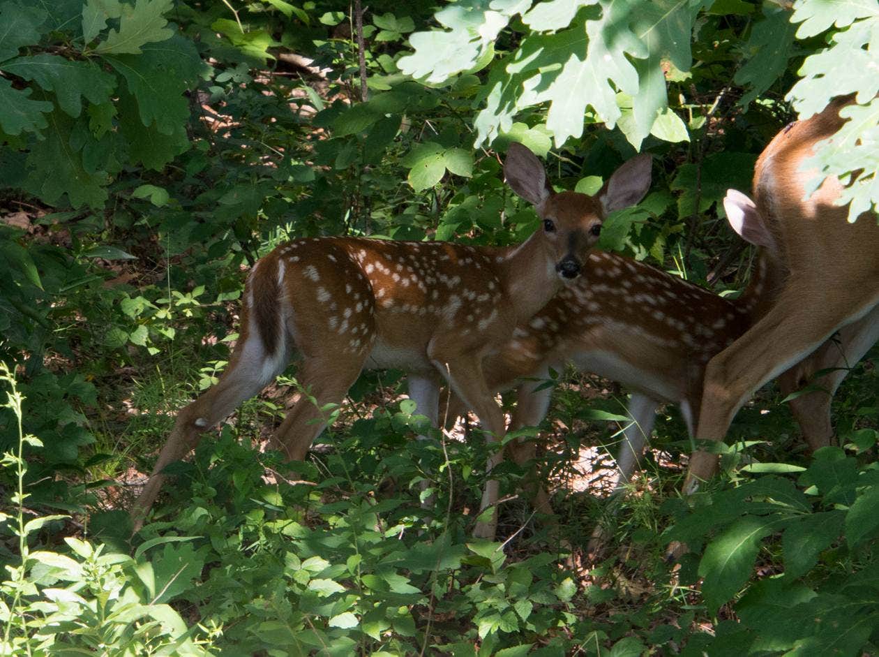 Camper-submitted photo at Mount Magazine State Park Campground near Casa, AR