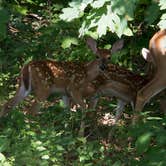 Review photo of Mount Magazine State Park Campground by Christine N., July 9, 2018