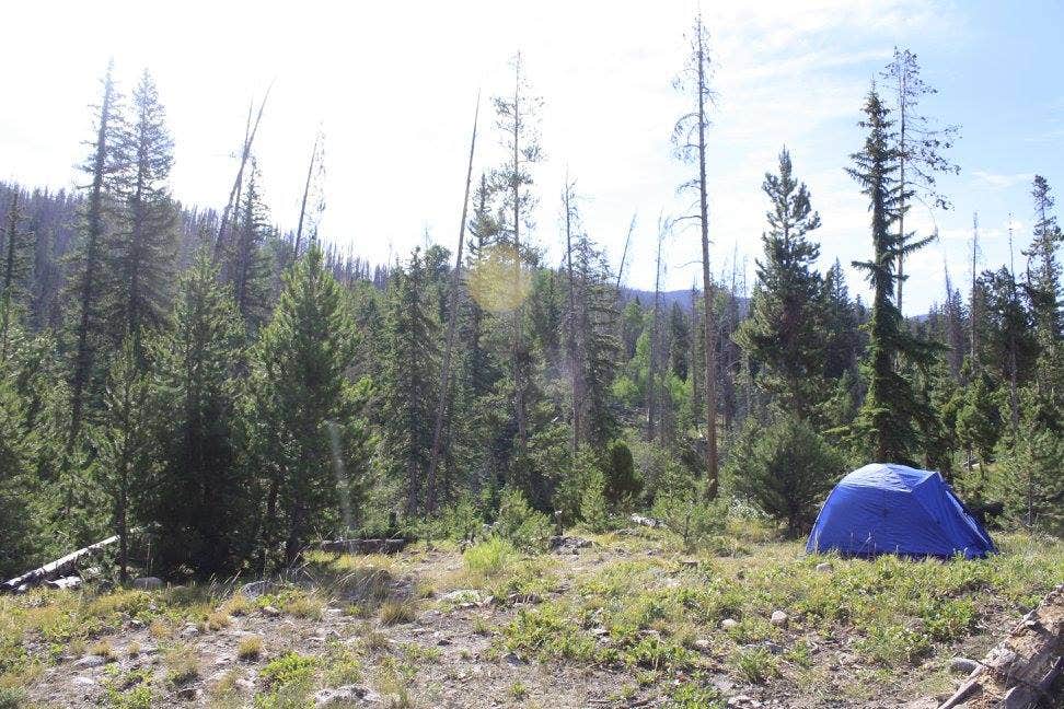 Camper submitted image from Ute Pass Dispersed Camping - 4