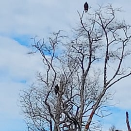 Vultures hanging out