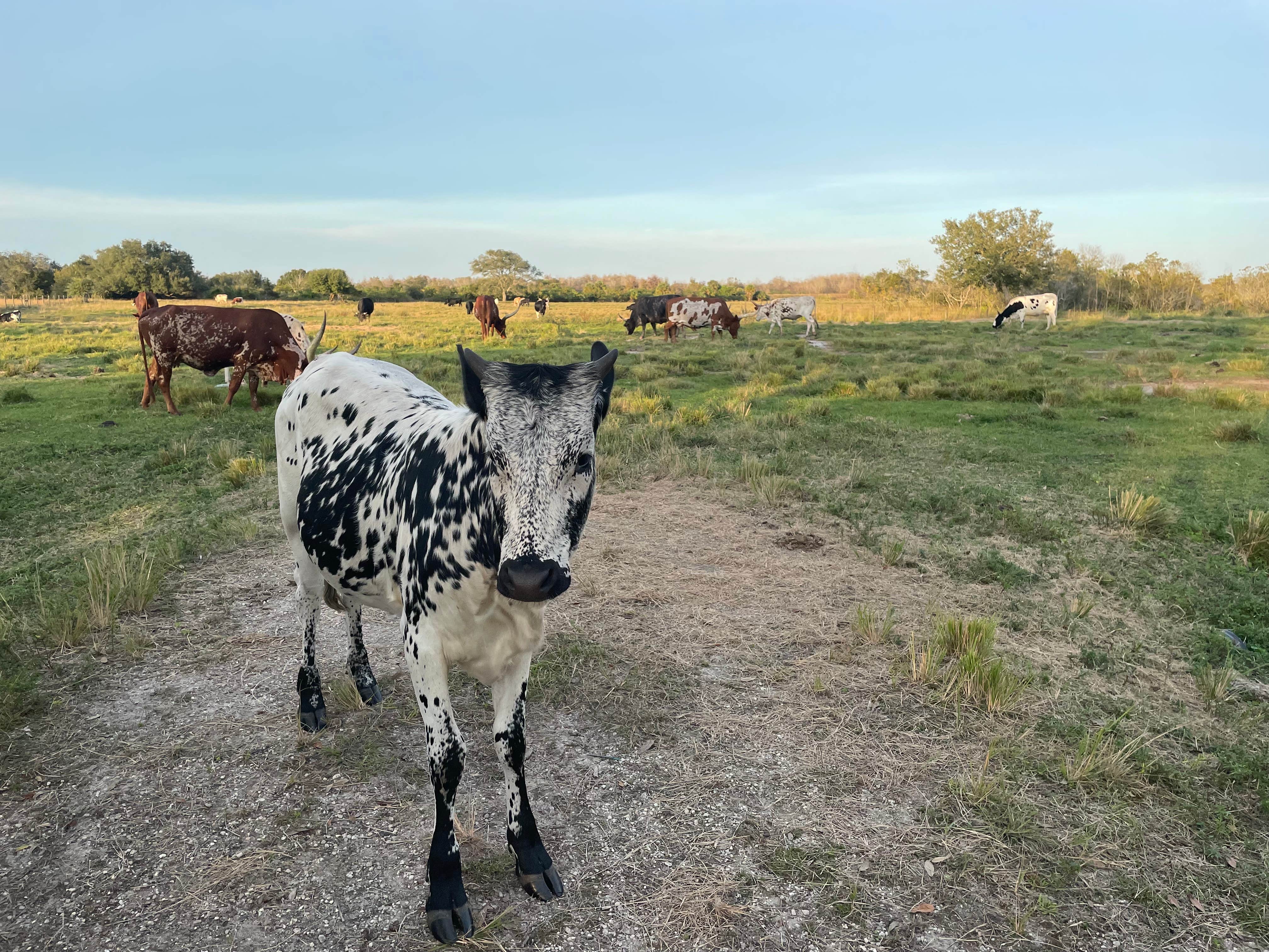 Camper-submitted photo at River Ranch RV Resort near Sebring, FL
