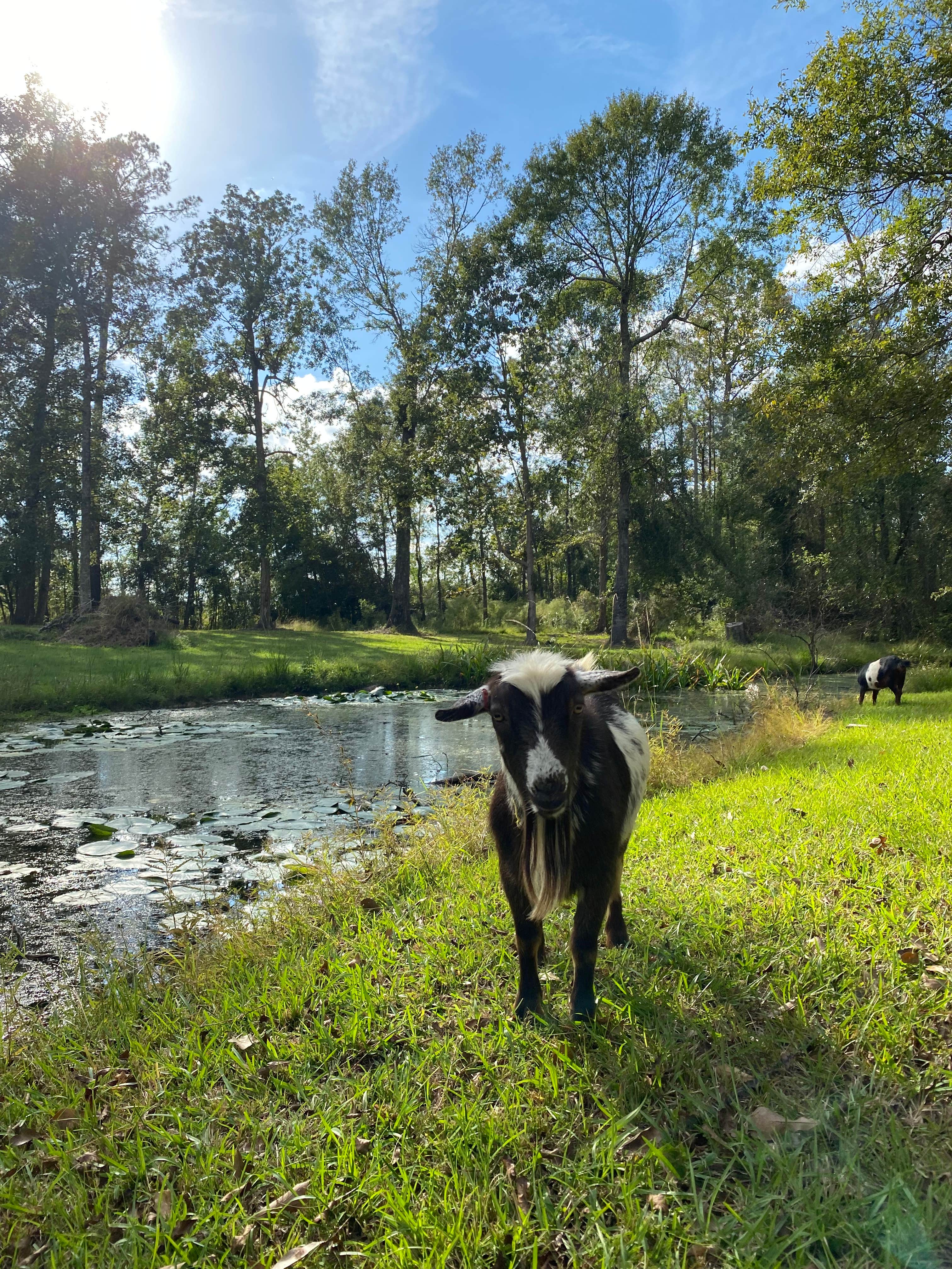 Camper-submitted photo at Snow White Sanctuary near Orange, TX