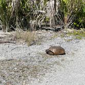 Review photo of Cayo Costa State Park Campground by Jim , January 28, 2022